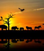 Animals and Birds 