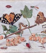 Insects