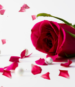 Red Rose Day